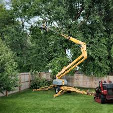 Best Tree Health Inspection  in Madera, CA