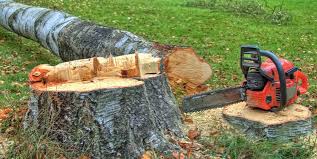 Best Tree Preservation Services  in Madera, CA