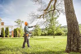 Best Commercial Tree Services  in Madera, CA