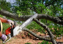 Best Lawn Maintenance Plans  in Madera, CA