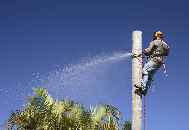 Best Fruit Tree Pruning  in Madera, CA