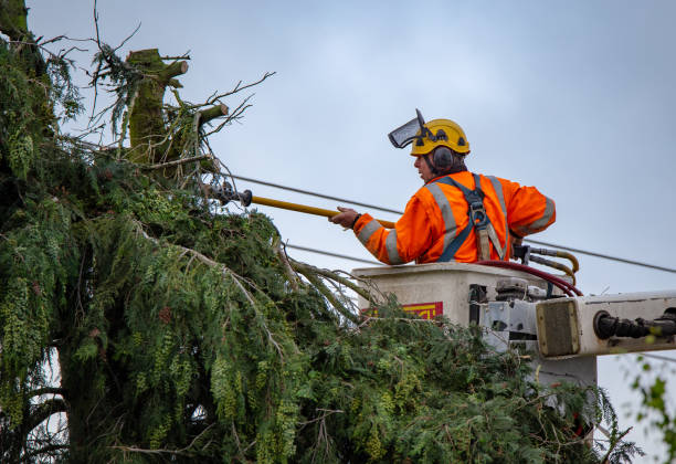 How Our Tree Care Process Works  in  Madera, CA
