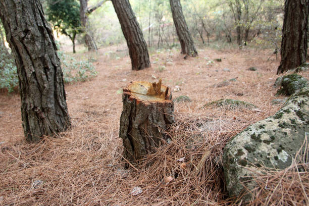 Best Firewood Processing and Delivery  in Madera, CA