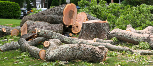 Best Tree and Shrub Care  in Madera, CA