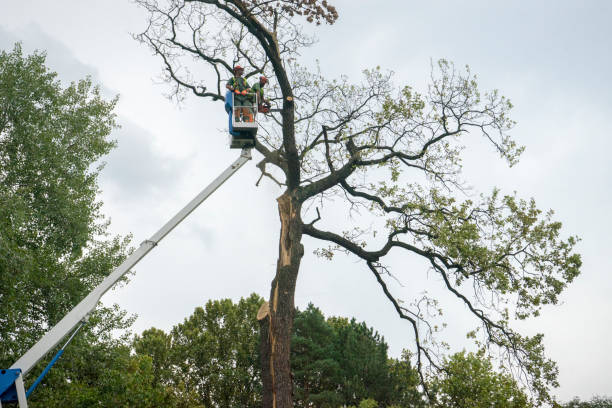 Best Storm Damage Tree Cleanup  in Madera, CA