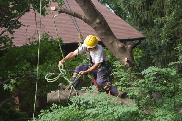 Best Lawn Renovation and Restoration  in Madera, CA