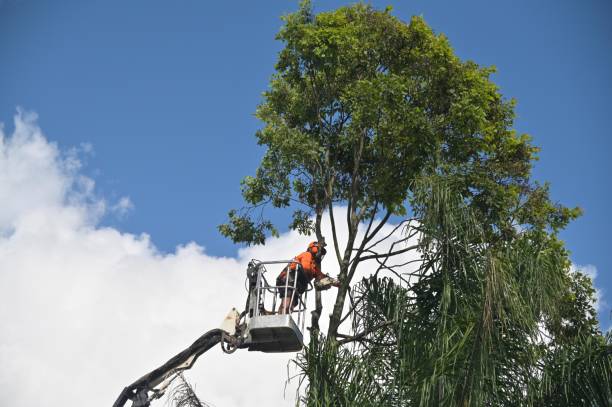 Best Weed Control  in Madera, CA