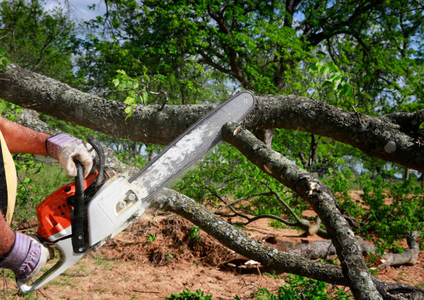 Best Leaf Removal  in Madera, CA